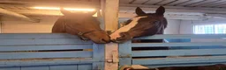  stallplats finnes: Stallplats för valack i Angarn - Annons 3