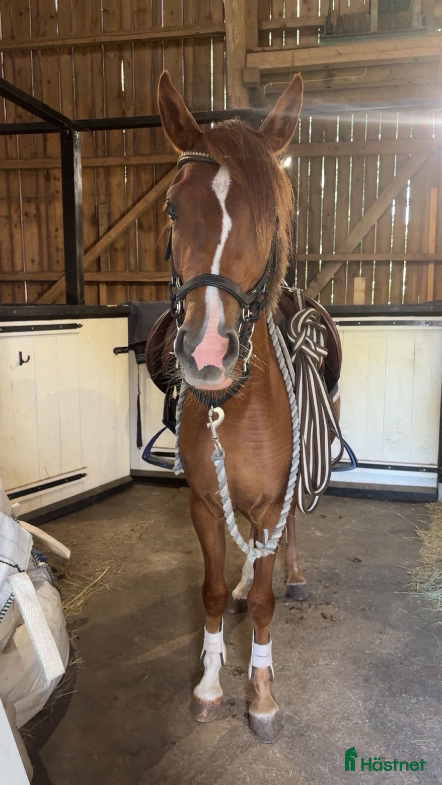  hästar Blivande C-ponny i Kvänum - Annons 4