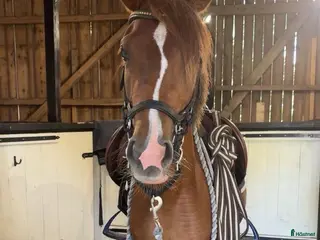 hästar Blivande C-ponny i Kvänum - Annons 4