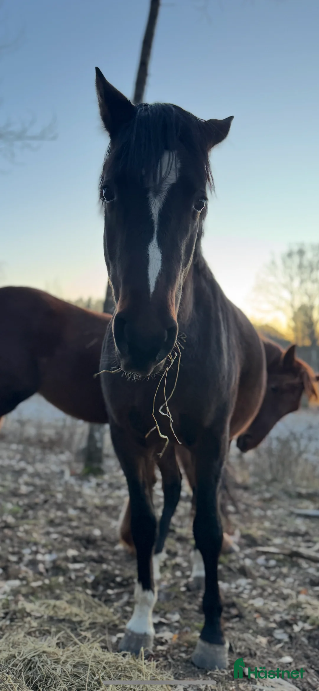 Allround hästar till salu: Tullebo Jan-E e:Orchard Zweed i Vikbolandet - Annons 1