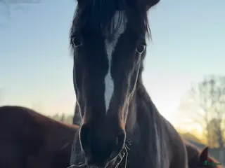 hästar Tullebo Jan-E e:Orchard Zweed i Vikbolandet - Annons 3