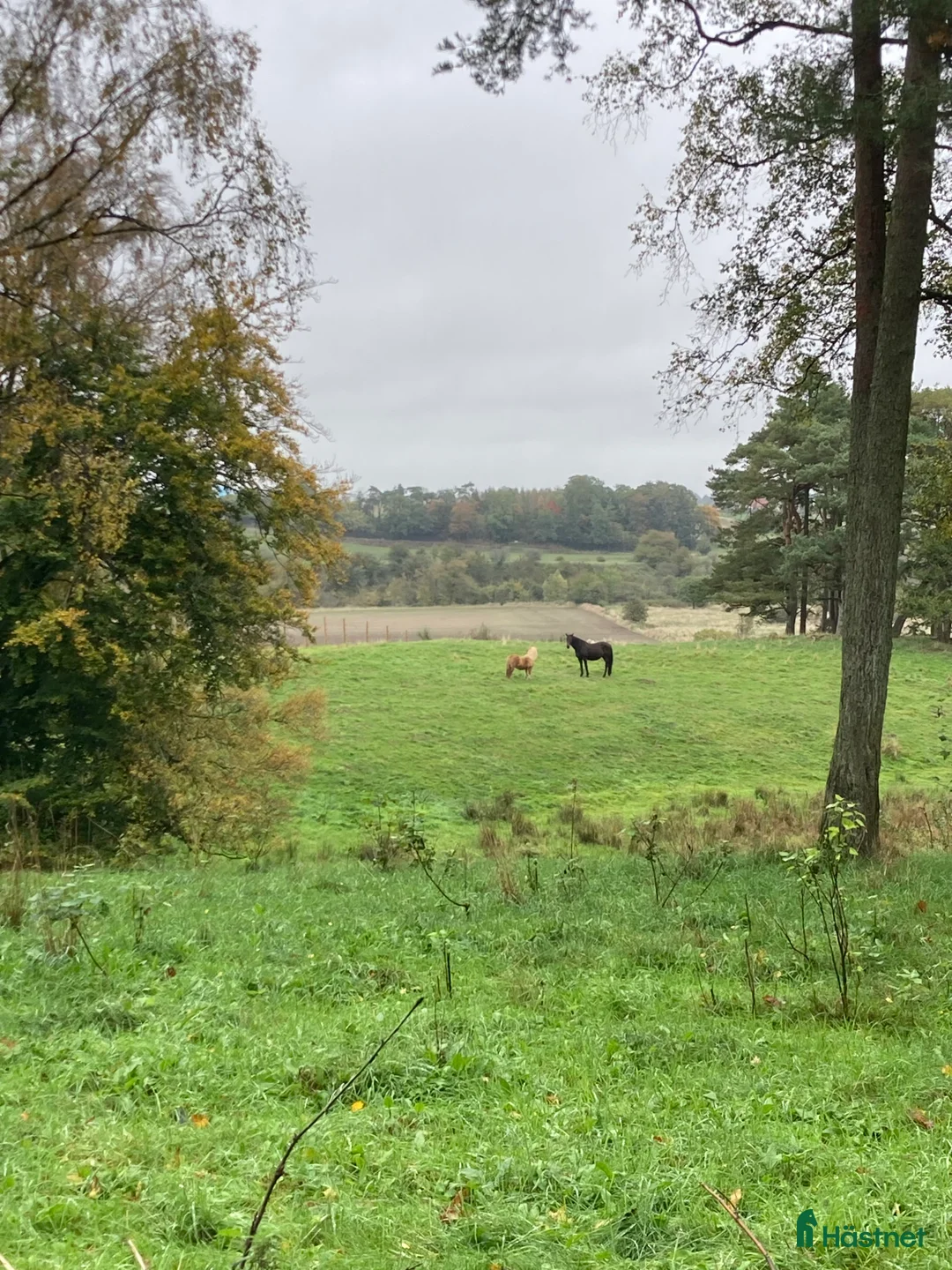  stallplats finnes: Lösdrift pensionär/konvalescent inkl hösilage  - Annons 2
