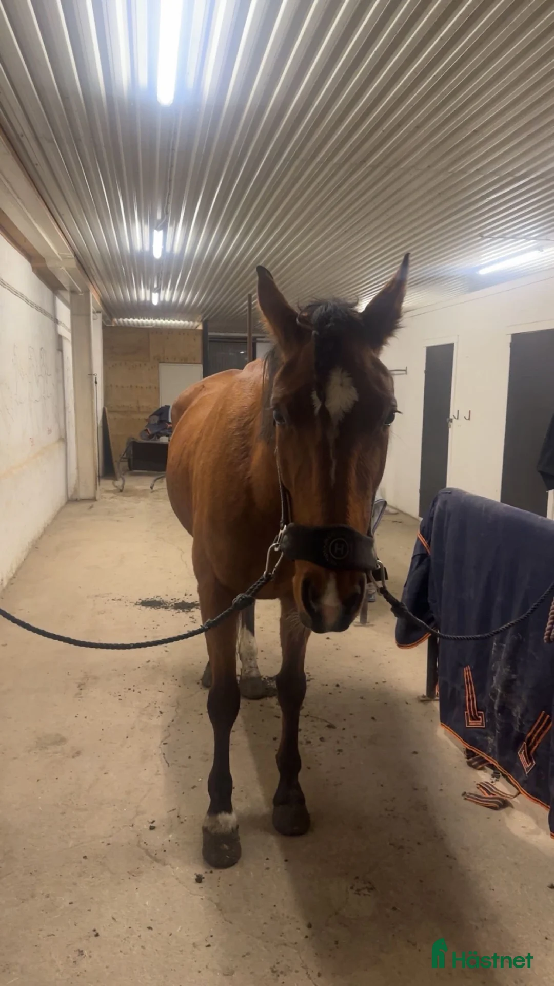 Allround hästar till salu: Världens finaste häst i Sundsvall - Annons 2