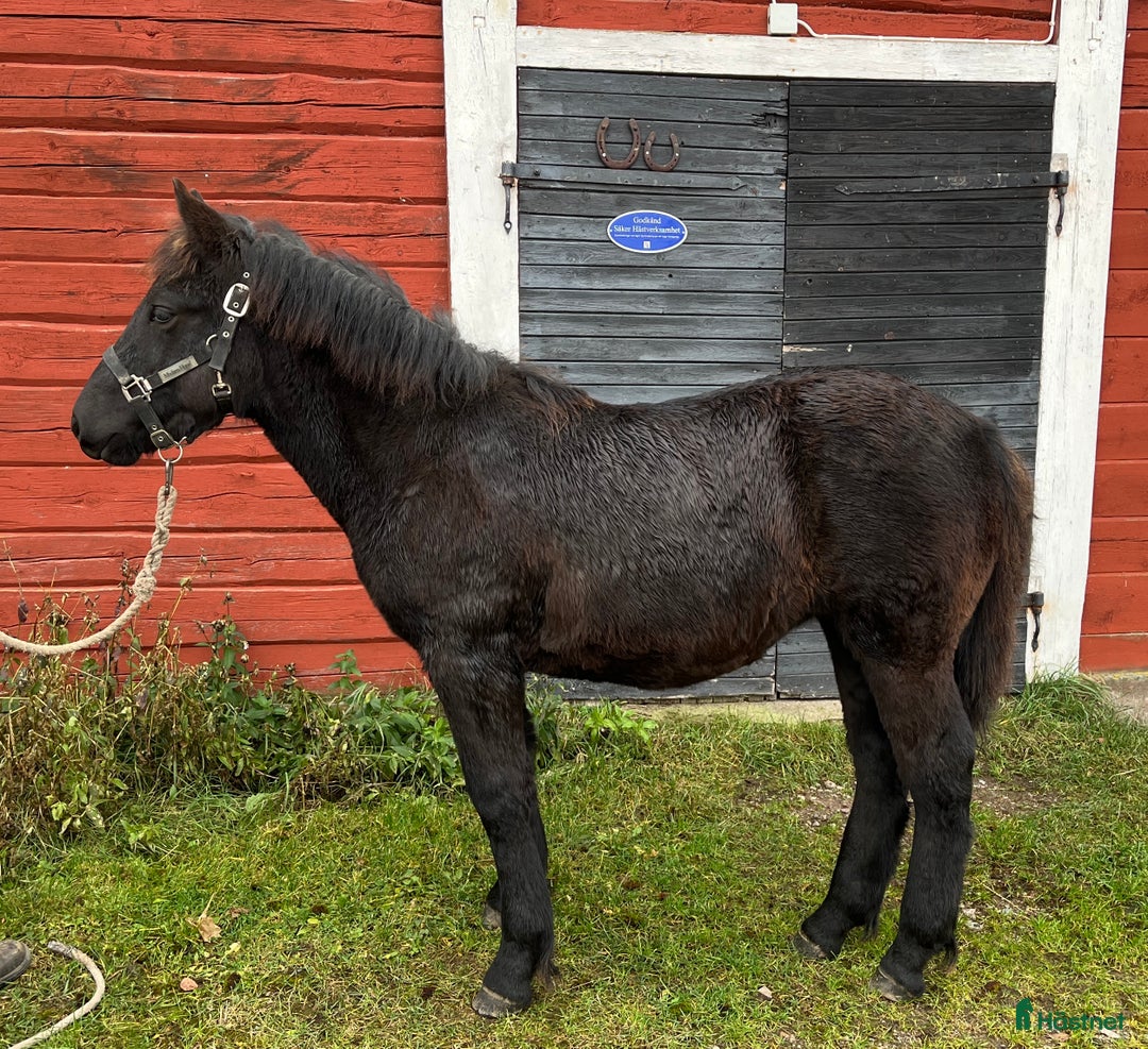 Körning hästar till salu: Nordsvenskt stoföl till salu i Eksjö - Annons 2