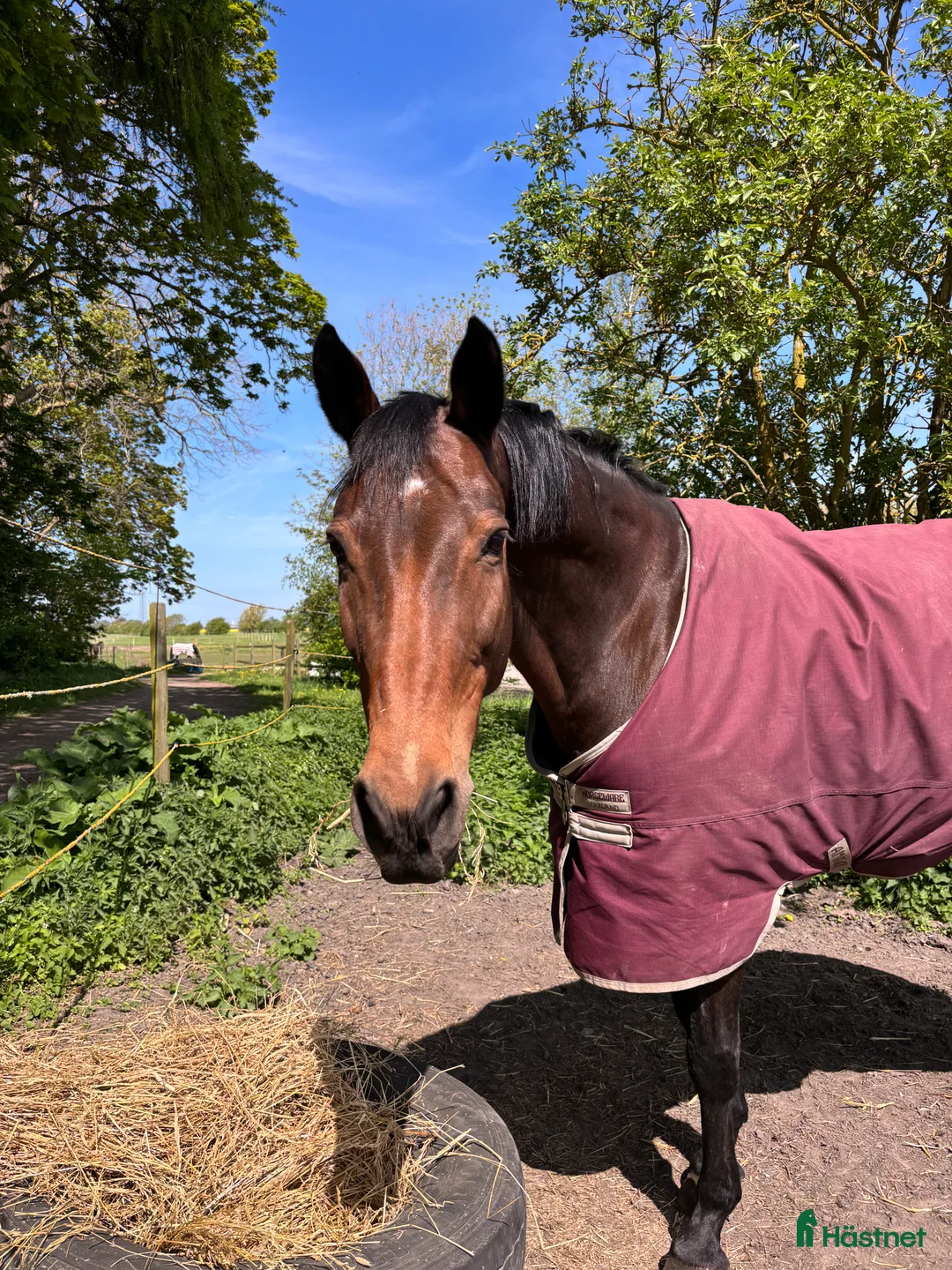  hästservice finnes: Hästtäckestvätt finns utanför Vellinge. i Vellinge - Annons 2