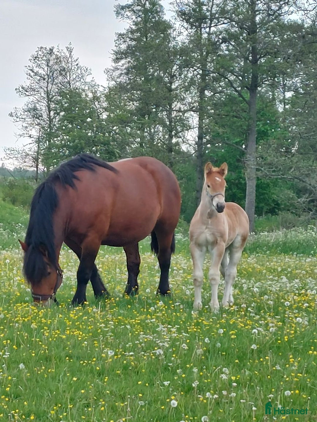 Körning hästar till salu: Välväxt hingst föl  i Skara - Annons 4