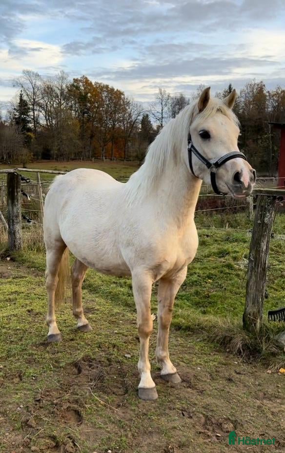  hästar Mycket fint welsh partbred-sto - Annons 2