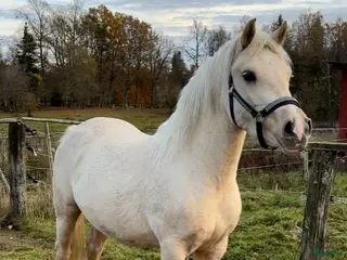 hästar Mycket fint welsh partbred-sto - Annons 2