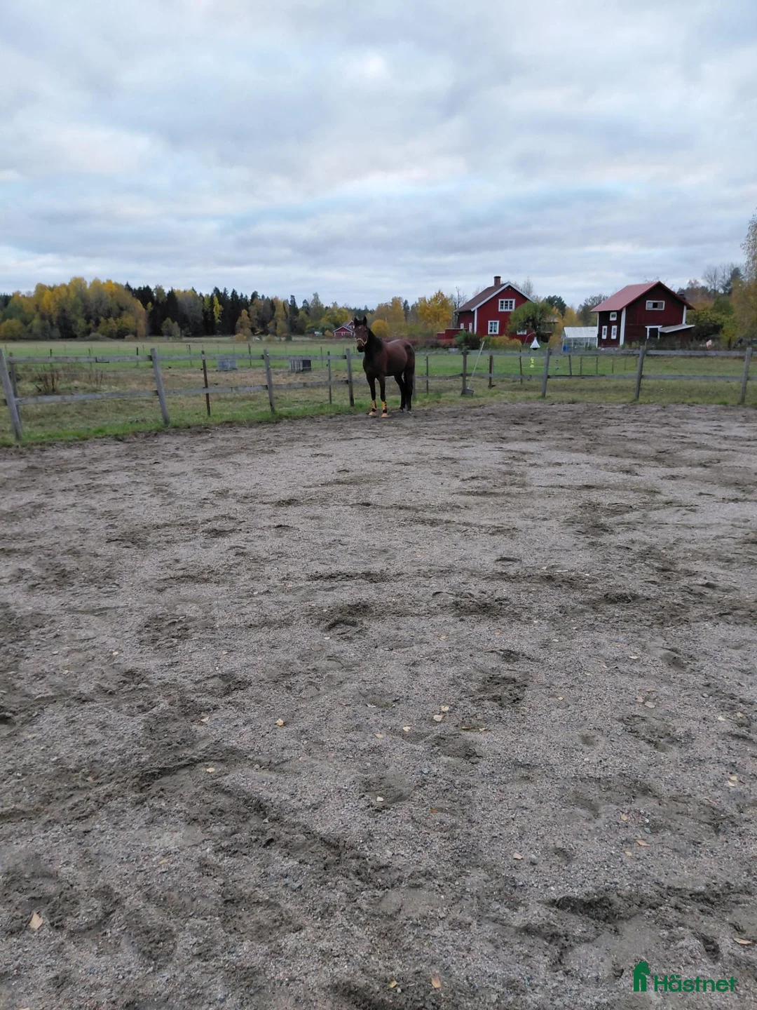 Allround hästar till salu: Snäll travare - Annons 4