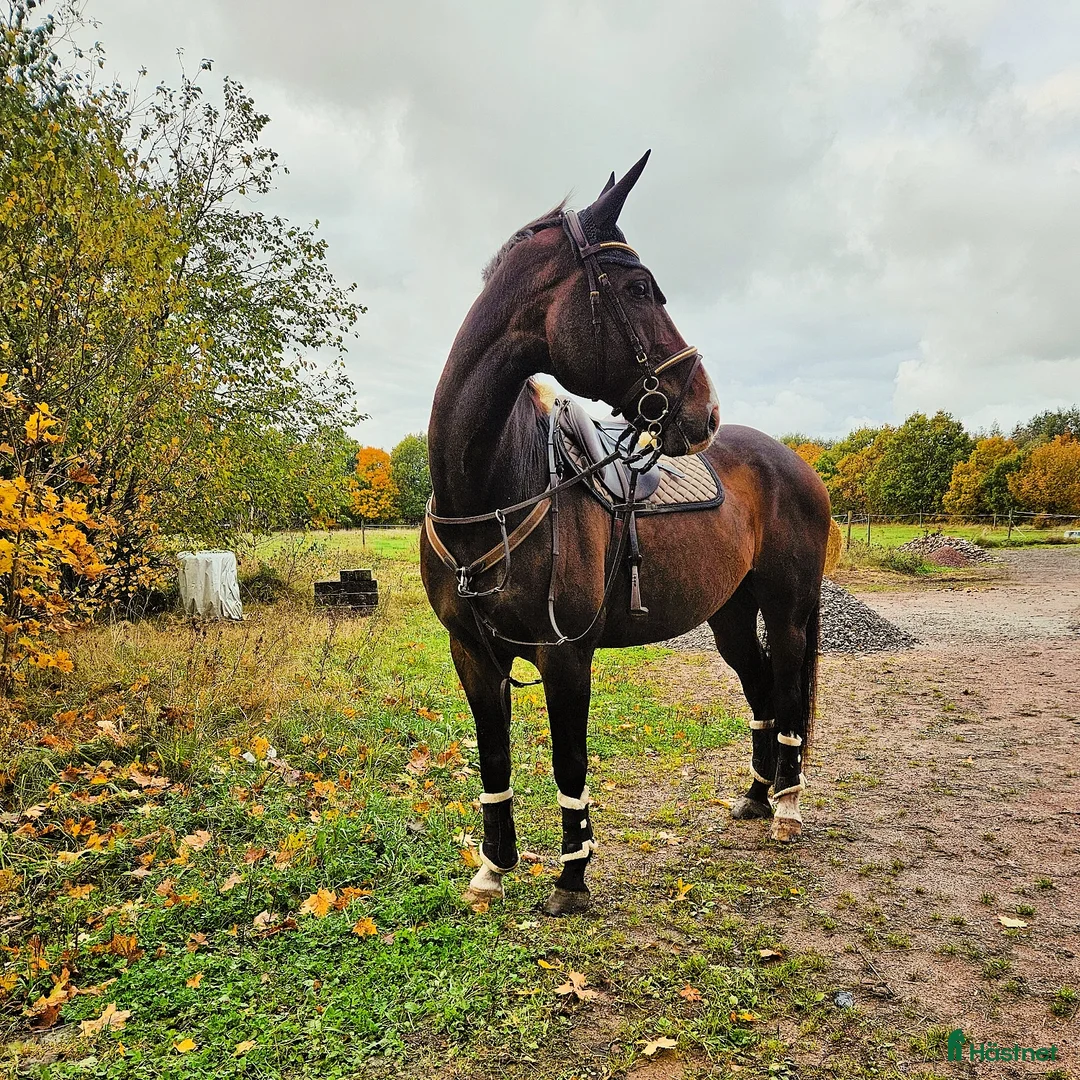 Allround hästar till salu: Personlig valack - Annons 1