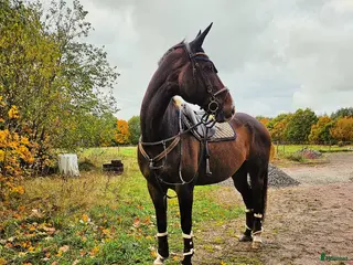 hästar Personlig valack - Annons 1