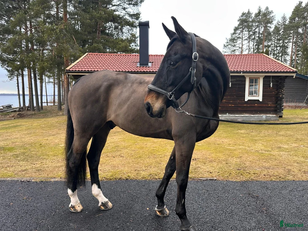 Allround hästar till salu: Superfin valack - Annons 2
