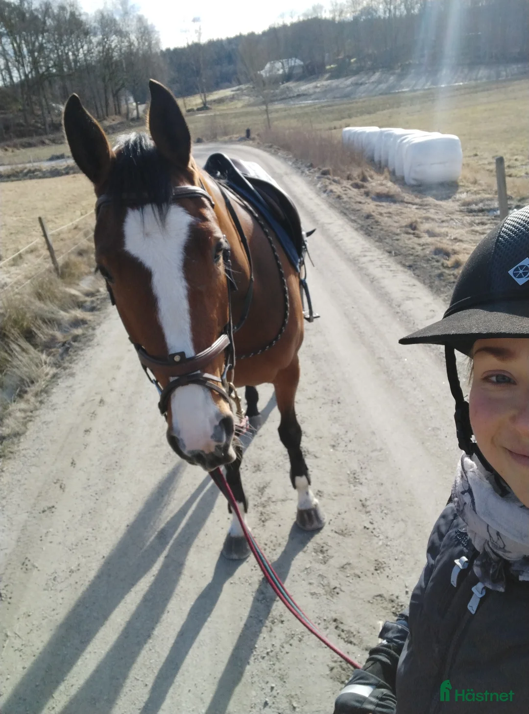  hästservice finnes: Horse Holistic - Hästutbildning - Annons 9