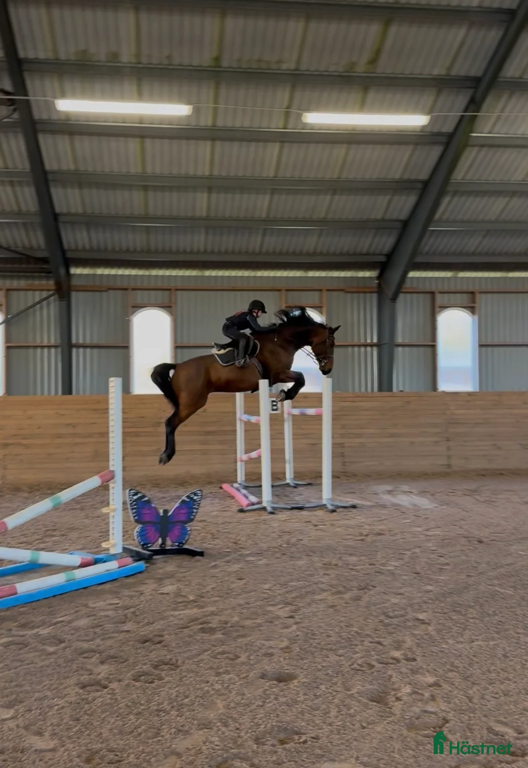 Hoppning hästar till salu: Fantastisk trevlig hoppvalack, ny film igen! - Annons 7