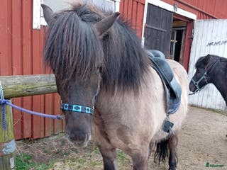 hästar Stor vacker Islandsvalack - Annons 7