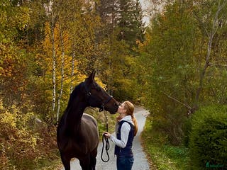hästar Söker Lyxig hobby / tävlings häst - Annons 7