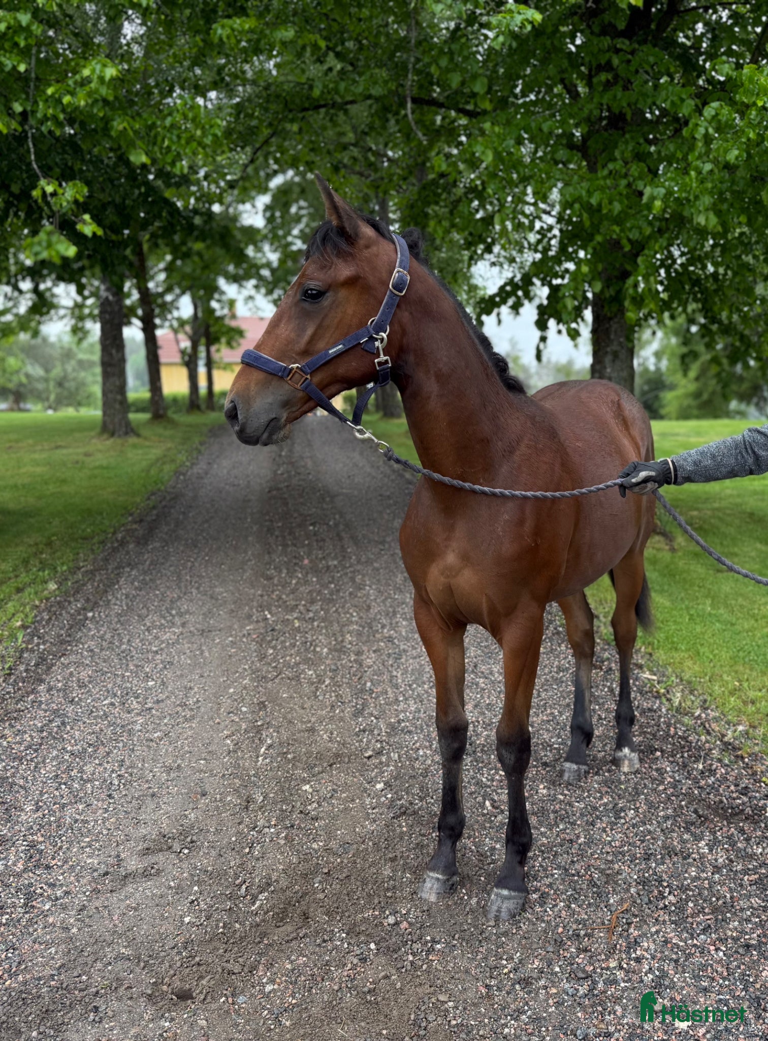  hästar Nyfiken välhanterat sto ett år e Hayden Hanover - Annons 23