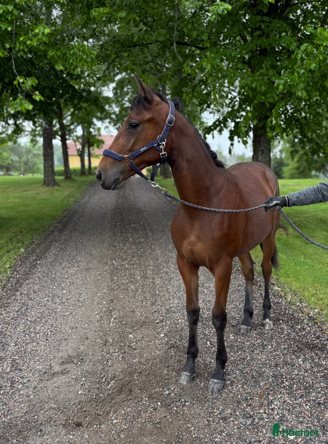 Trav hästar till salu: Nyfiken välhanterat sto ett år e Hayden Hanover - Annons 1