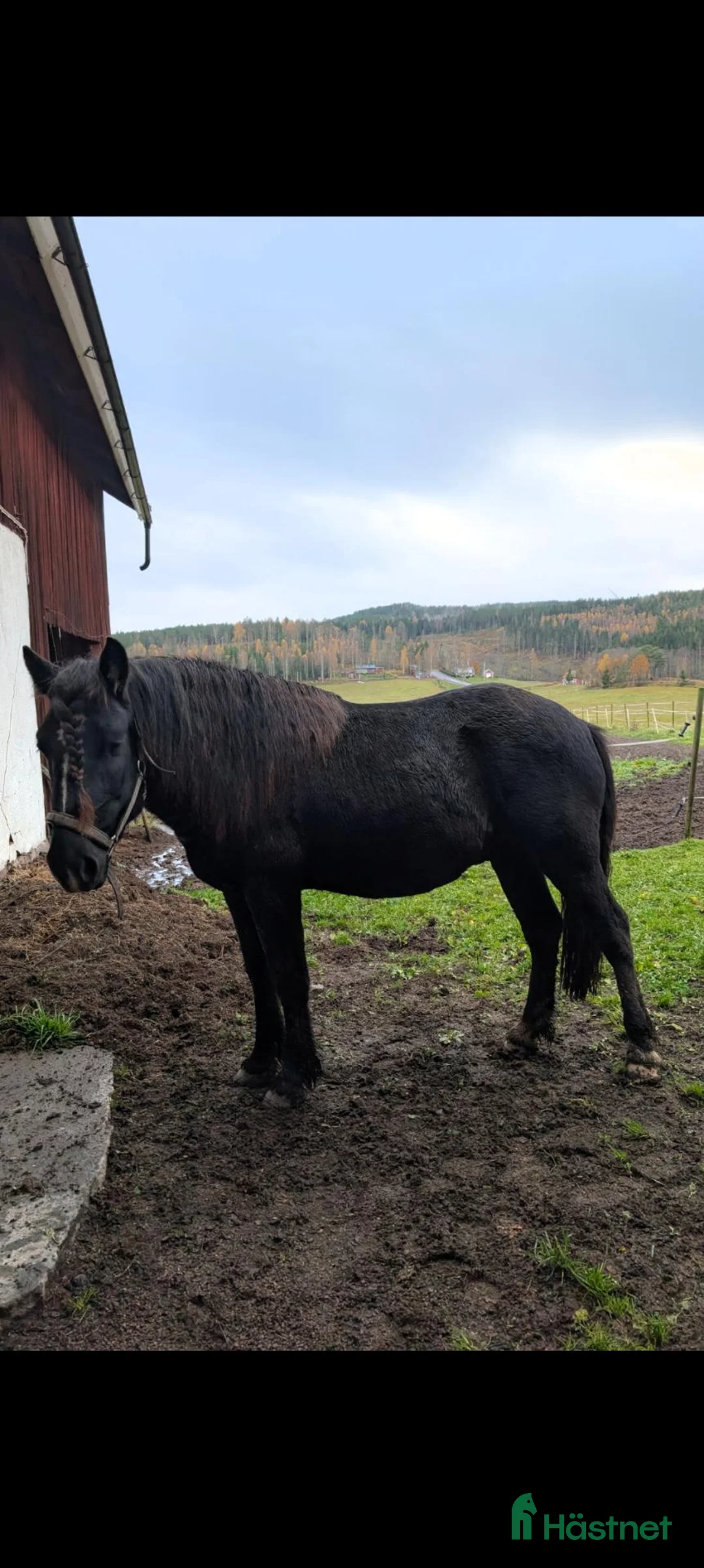 Övrigt hästar till salu: Trevlig 3 åring hingst utlånas  i Sunne - Annons 4