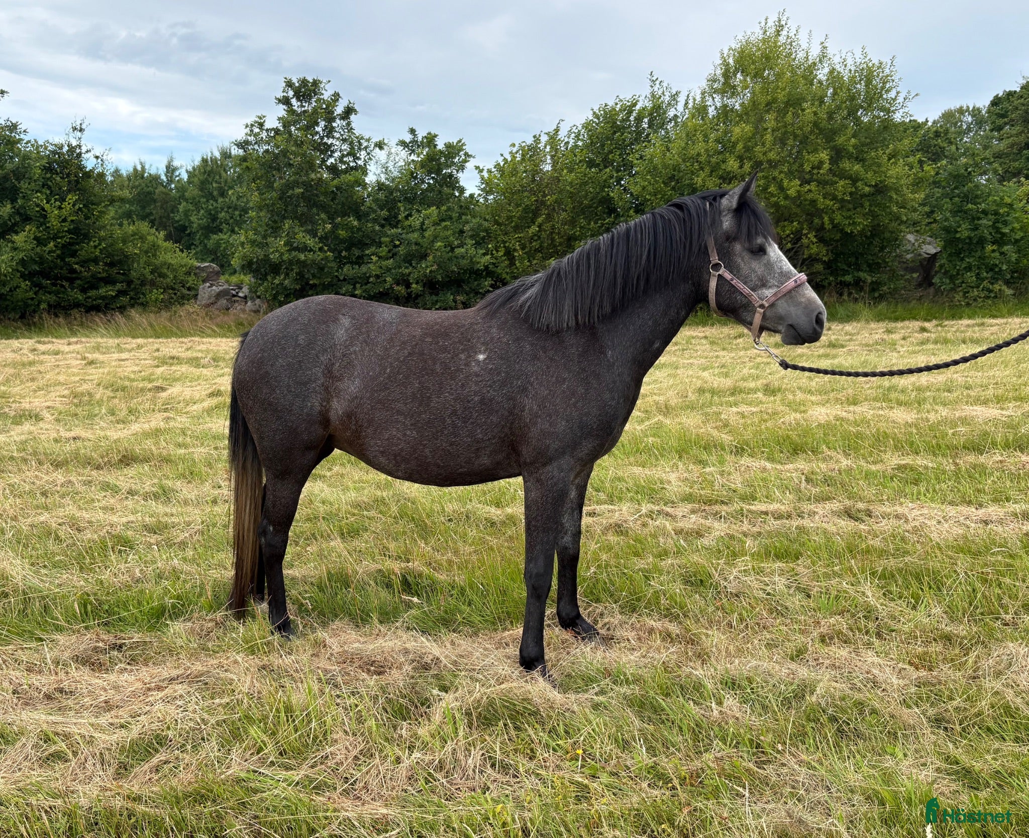  hästar Welsh partbred - Annons 16