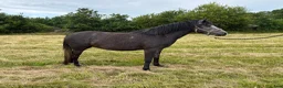 Allround hästar till salu: Welsh partbred i Västra Torup - Annons 1