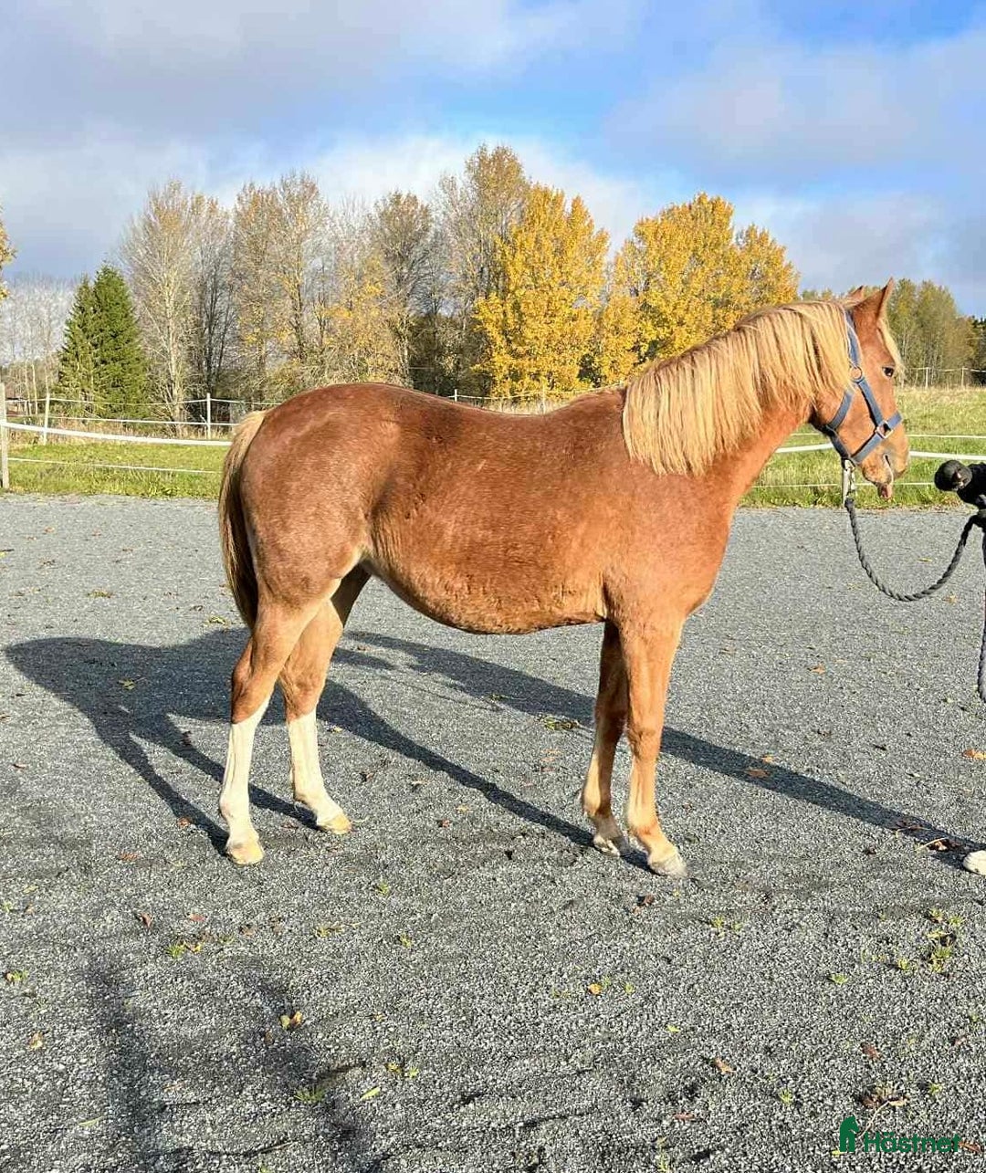 Allround hästar till salu: Lovande Welsh partbred sto  i Väddö - Annons 6