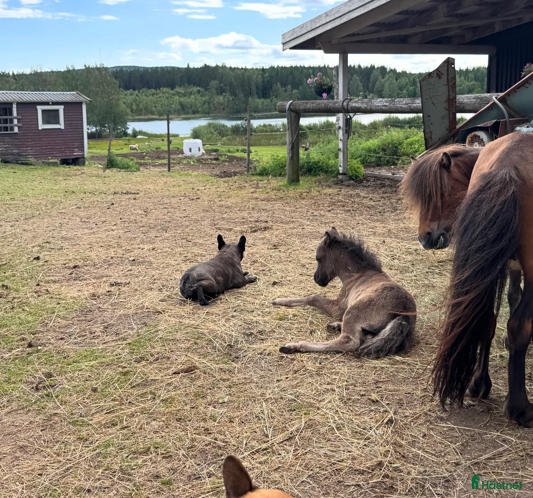 Allround hästar till salu: Falabella  - Annons 4