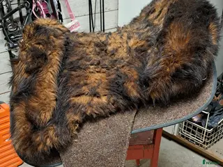 Sadlar hästutrustning Grandeur Endurance VEGAN - Annons 1