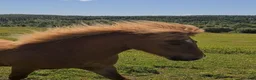 Island hästar till salu: Mycket trevlig och lovande valack  - Annons 7