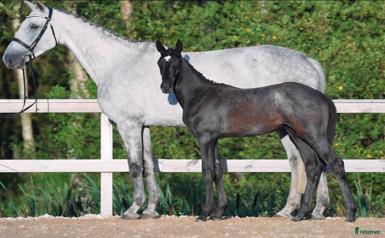  hästar Framtida ämne i Mellerud - Annons 13