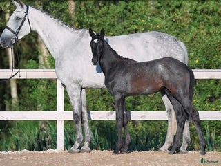 hästar Framtida ämne i Mellerud - Annons 10