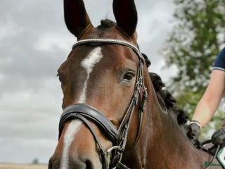 hästar Bollerup Bellora (55) i Tomelilla - Annons 11