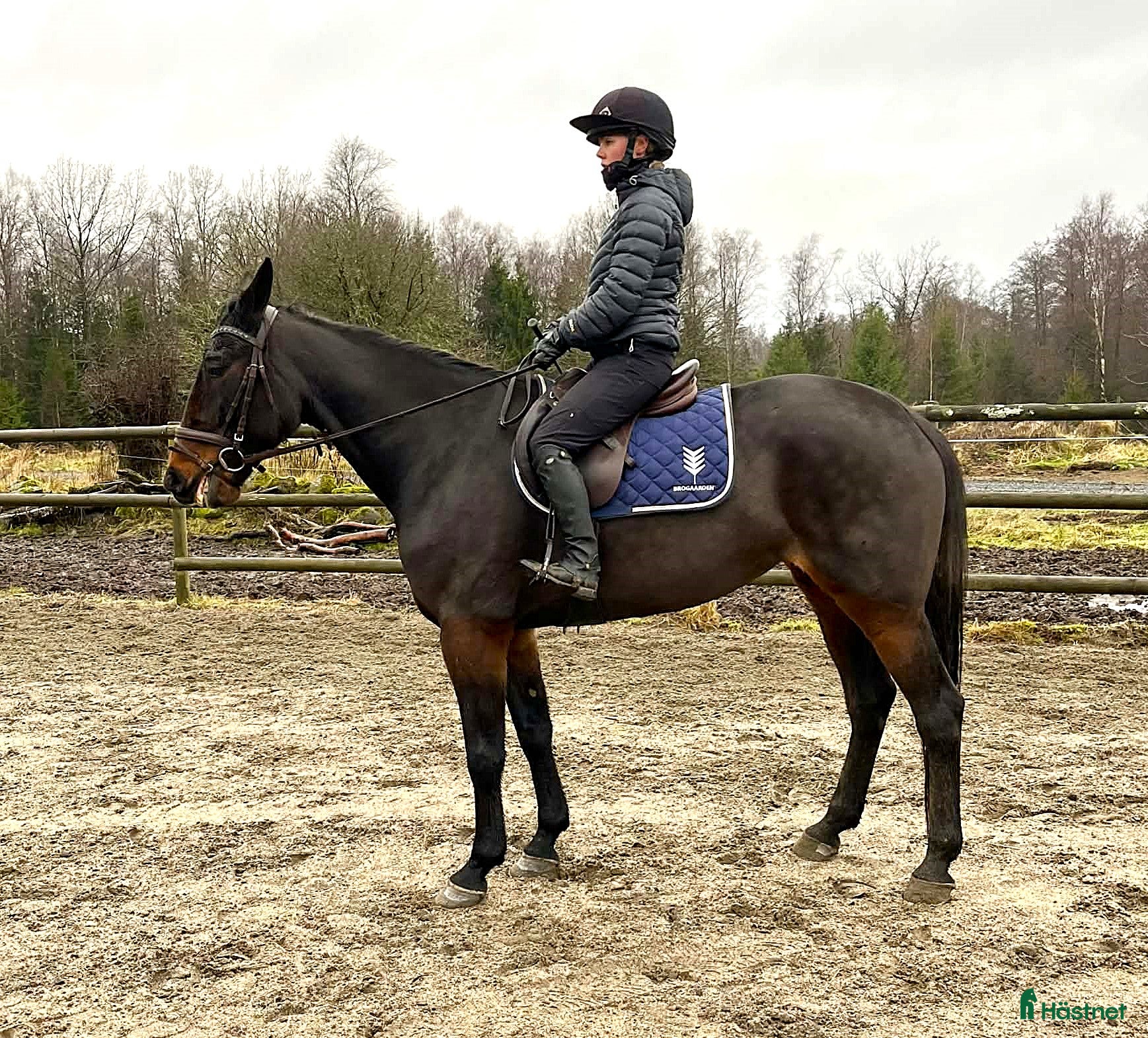  hästar Snällt sto med egen motor i Skene - Annons 13