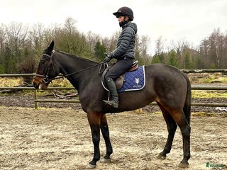 hästar Snällt sto med egen motor i Skene - Annons 17