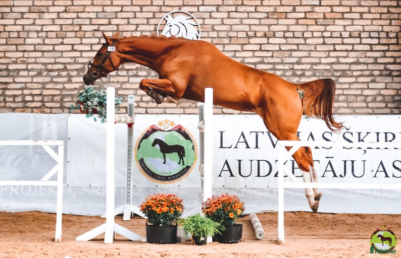 Galleribild {{count}}