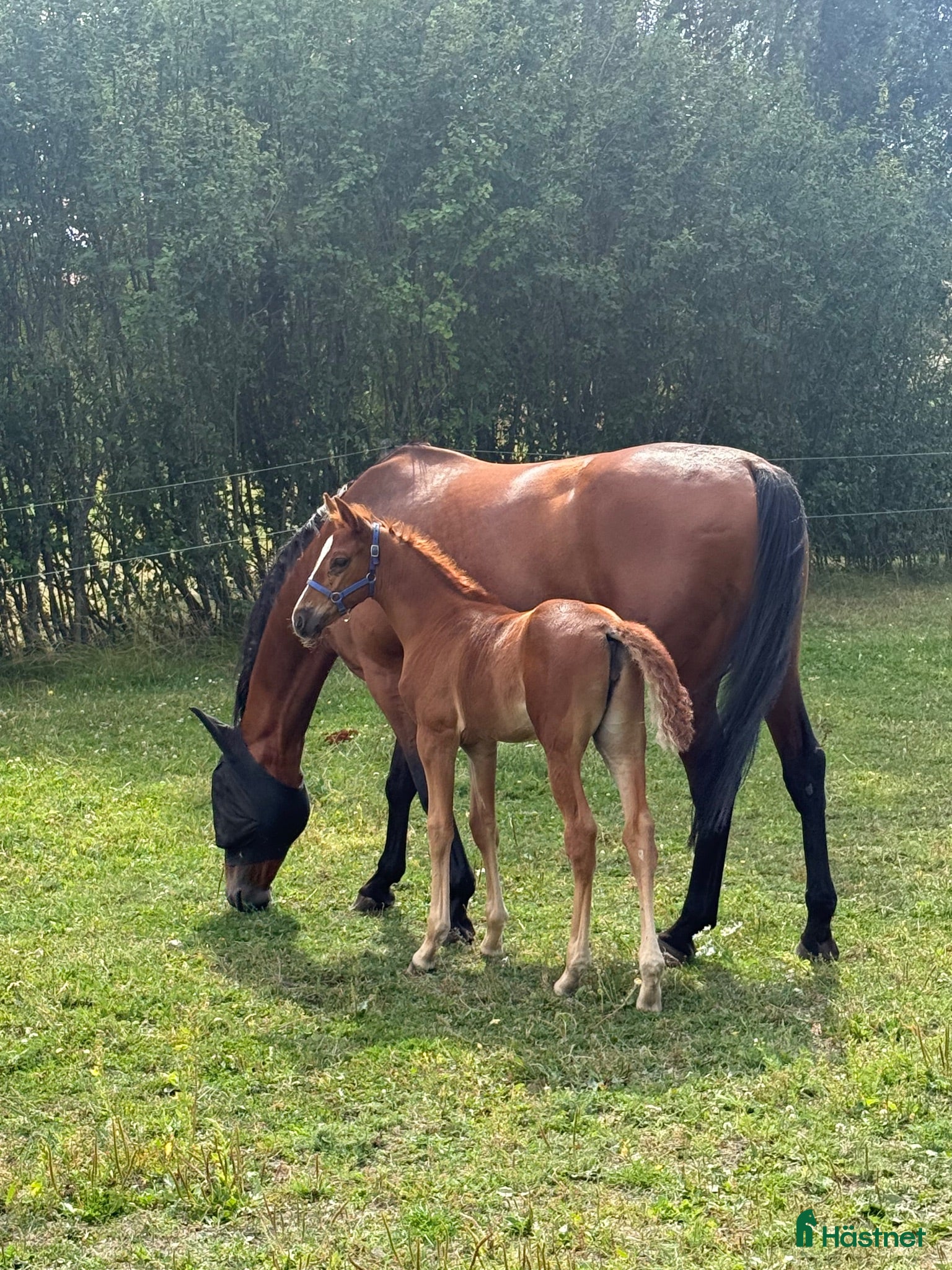  hästar Stoföl efter Flocki d'Aurcy  - Annons 4