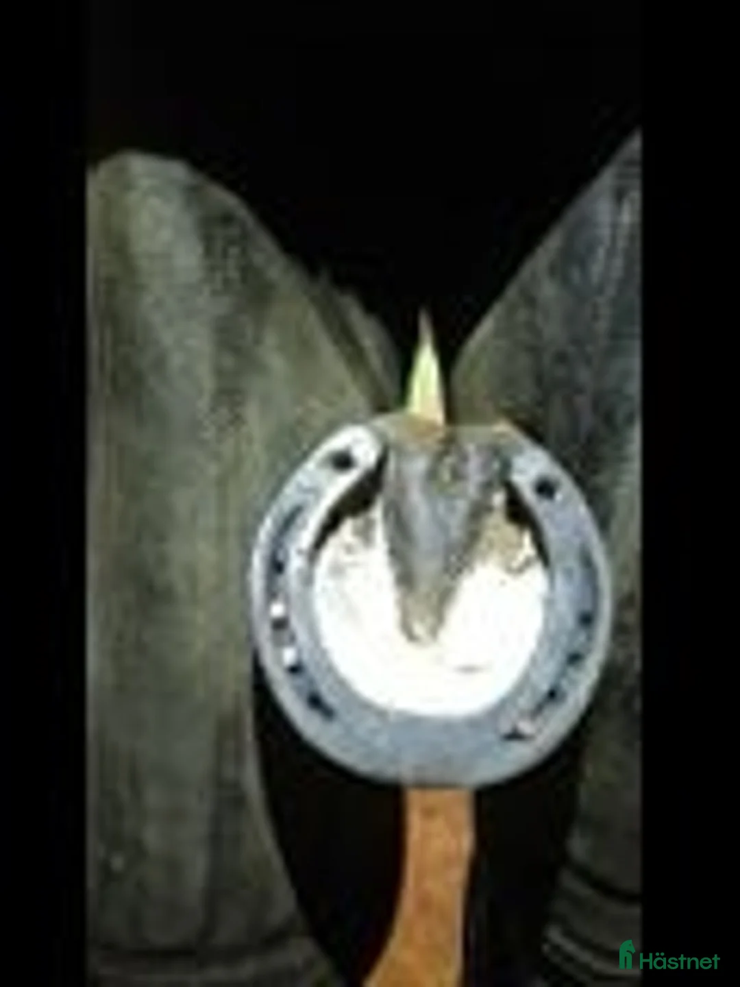  hästservice finnes: Godkänd Hovslagare Hjärnarp/Ängelholm i Hjärnarp - Annons 1