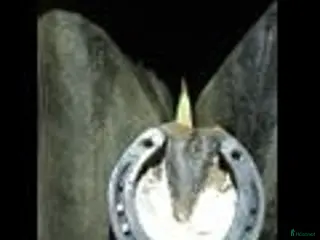 hästservice Godkänd Hovslagare Hjärnarp/Ängelholm i Hjärnarp - Annons 5