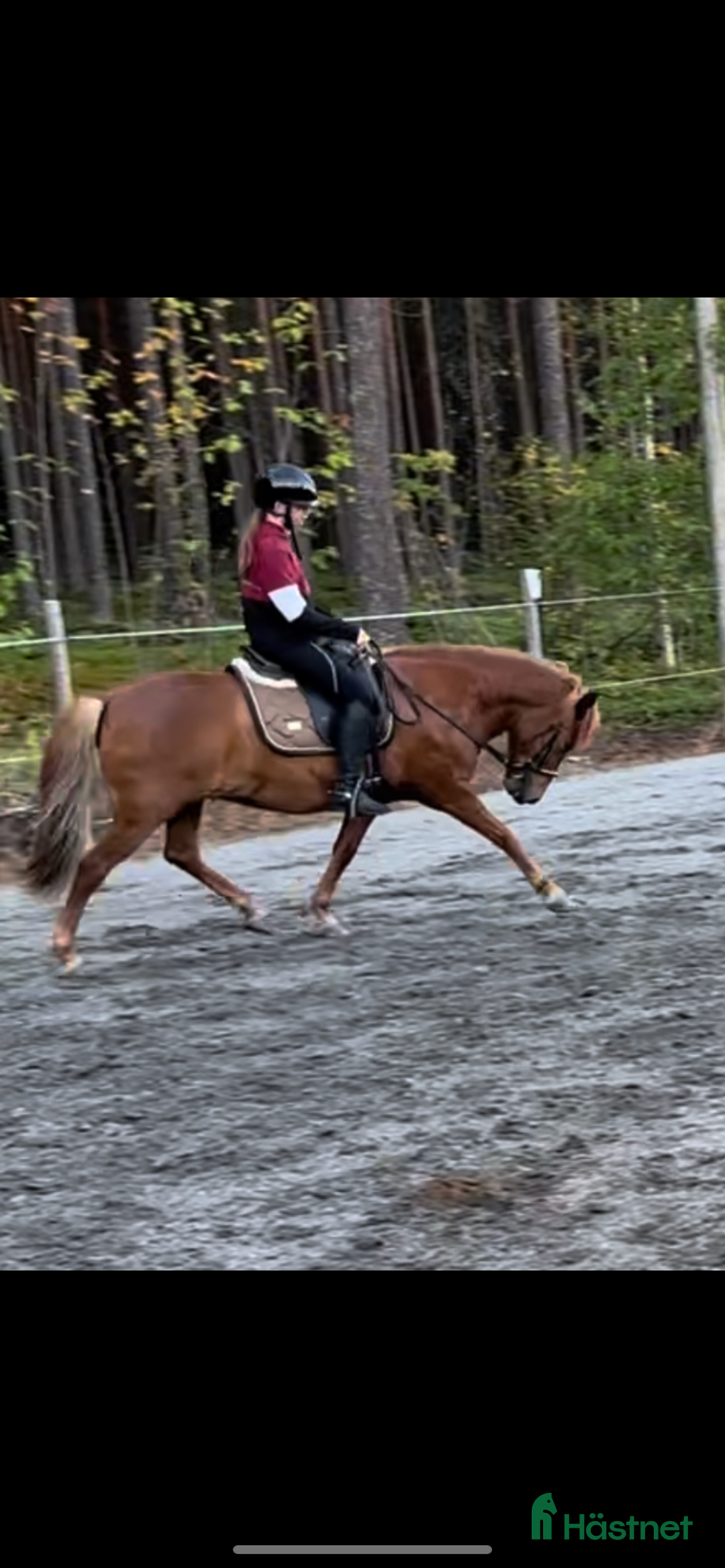 Allround hästar sökes: D-ponny köpes i Kåge - Annons 2
