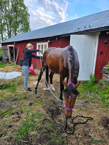 hästar i Norrfjärden - Annons 6
