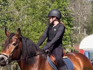 medryttarhäst sökes: Medryttarhäst Sökes - Annons 1
