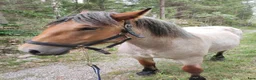 Övrigt hästar till salu: Adenner sto Luna i Gullabo - Annons 1
