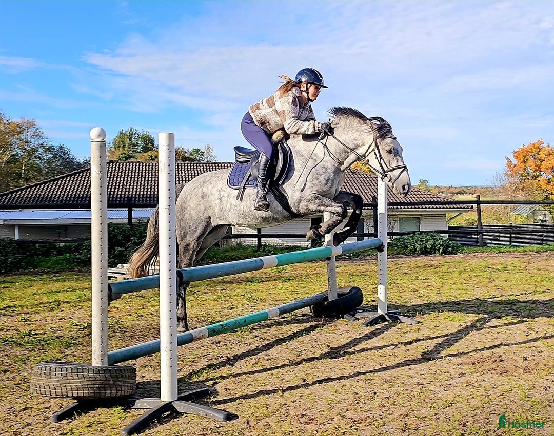 Allround hästar till salu: Snygg sportponny i Odensbacken - Annons 4