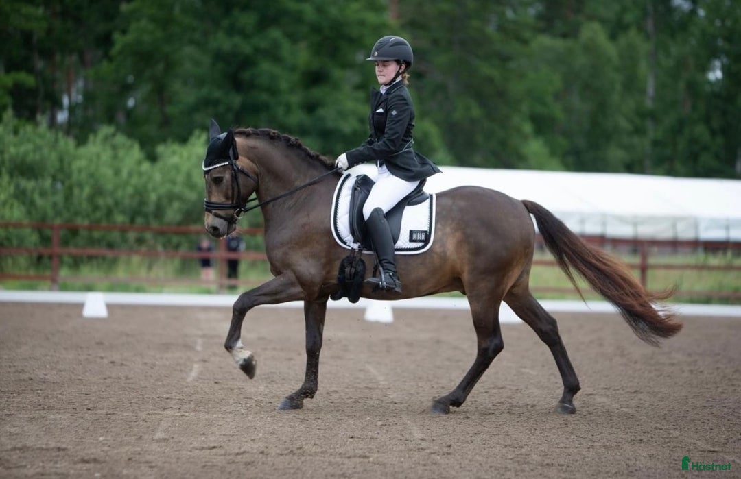 Dressyr hästar till salu: Guldkille till salu! i Kvissleby - Annons 14