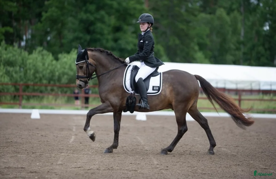 Dressyr hästar till salu: Guldkille till salu! i Kvissleby - Annons 14