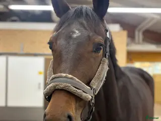 hästar 5 årig fin halvblodsto, FILM i annons - Annons 1