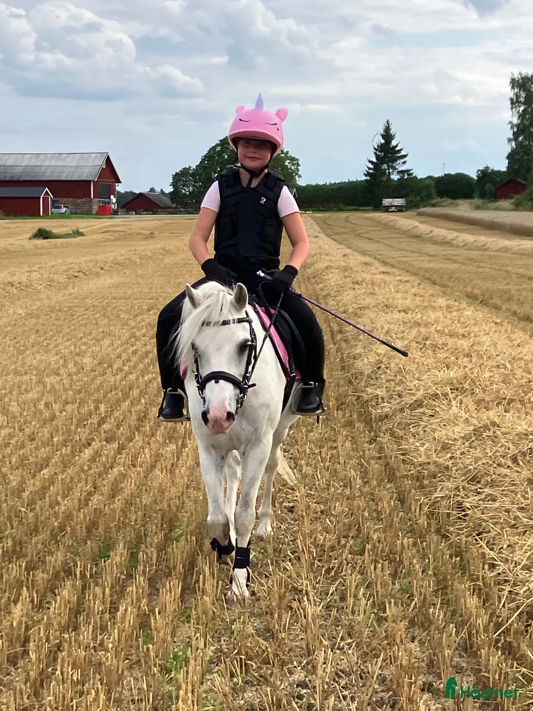Allround hästar till salu: Trygg allroundponny i Enköping - Annons 1