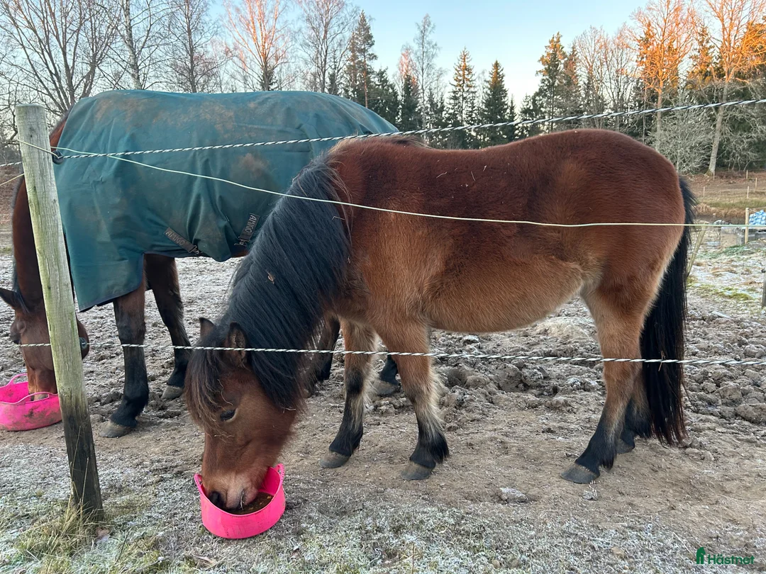 Allround hästar till salu: Världens goaste tjej  - Annons 3