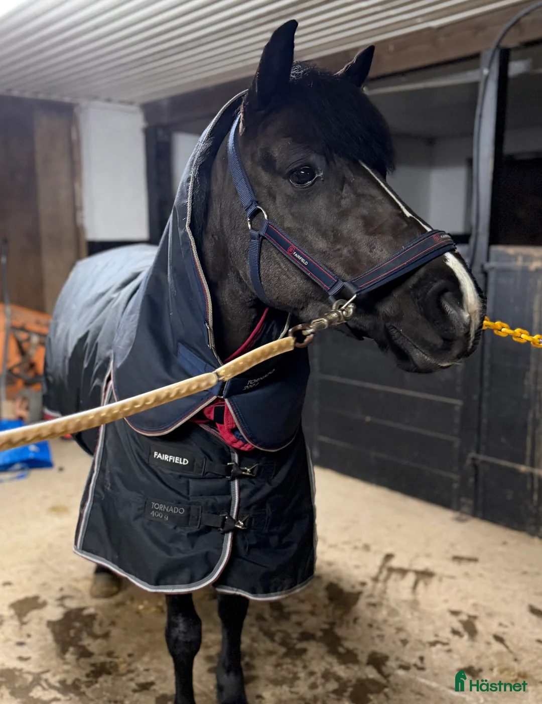 Allround hästar till salu: Superfint sto i Horred - Annons 2