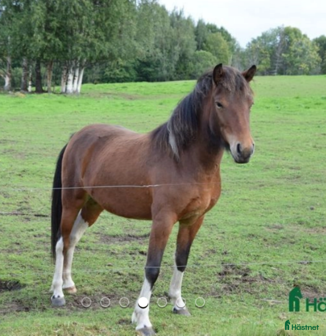 Island hästar till salu: Snart 4-årig isländskt sto till salu i Jämtland  i Alsen - Annons 1